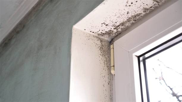 Woxall, PA Mold Removal Company