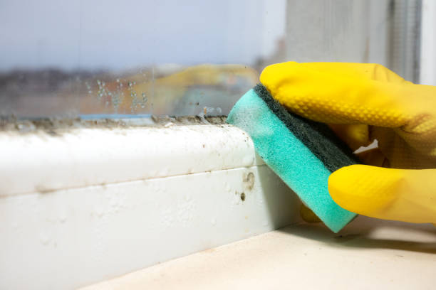 Best Mold Testing  in Woxall, PA